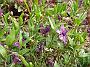 Vinca minor Multiplex2